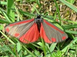 Un papillon Tyria Jacobaeae (image Wikipédia)