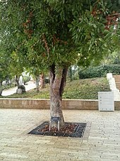L'arbre planté à Yad Vashem par Irena